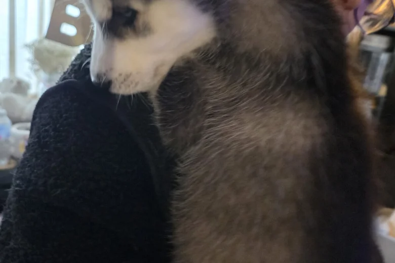 Siberian Husky