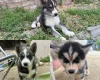 Siberian Husky