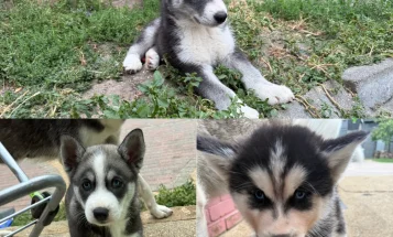 Siberian Husky