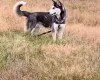 Siberian Husky