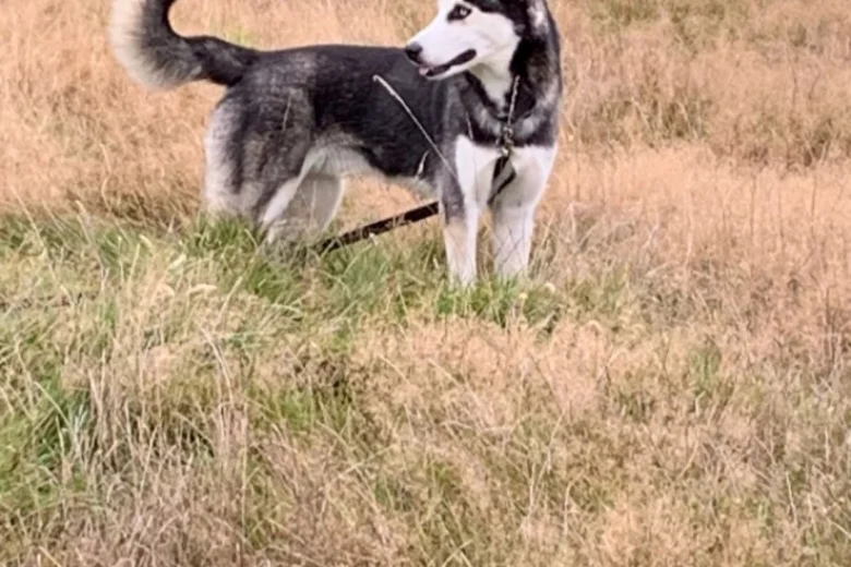 Siberian Husky