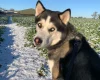 Siberian Husky