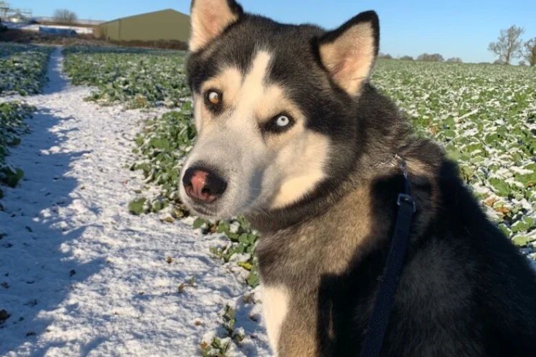 Siberian Husky
