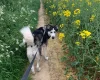 Siberian Husky