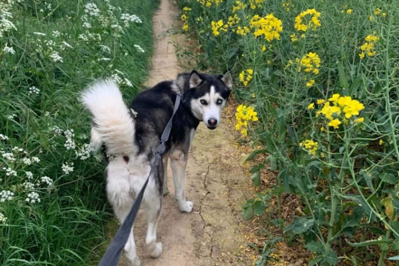 Siberian Husky