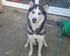 Siberian Husky
