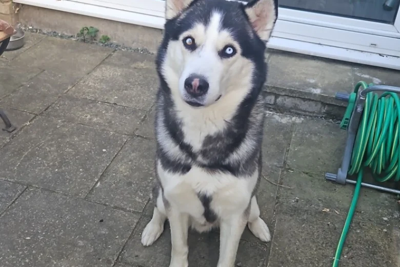 Siberian Husky