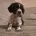 Sprocker Spaniel