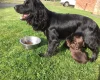 Sprocker Spaniel