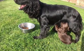 Sprocker Spaniel
