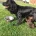 Sprocker Spaniel