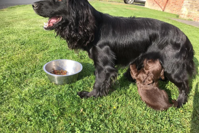 Sprocker Spaniel