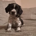 Sprocker Spaniel