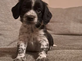 Sprocker Spaniel