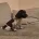 Sprocker Spaniel