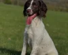 Sprocker Spaniel