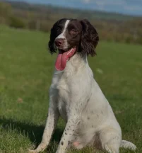 Bertie