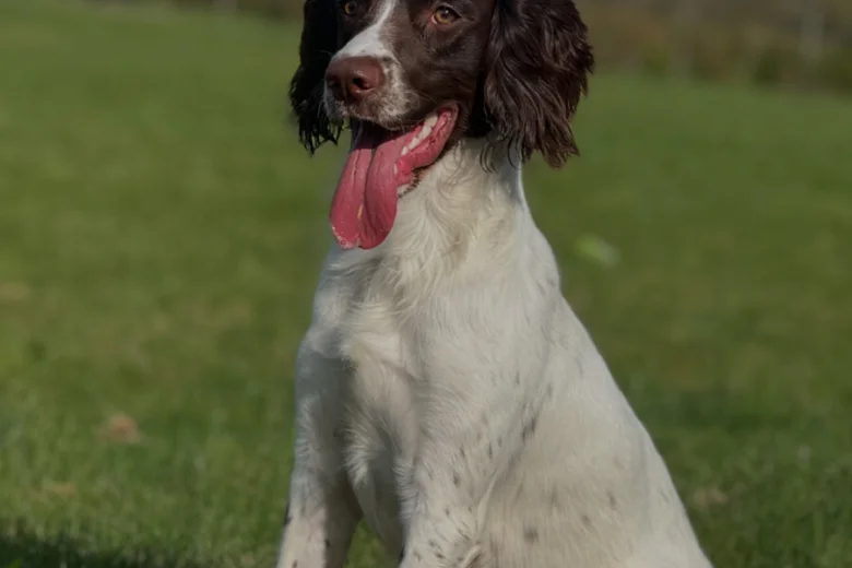 Sprocker Spaniel