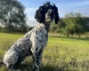 Sprocker Spaniel