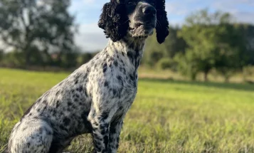 Sprocker Spaniel