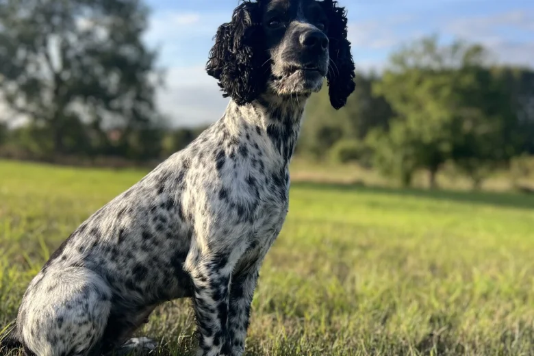 Sprocker Spaniel