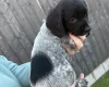 Sprocker Spaniel