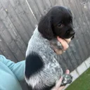 Sprocker Spaniel