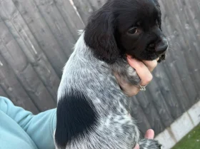 Sprocker Spaniel