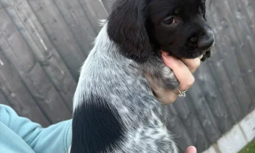 Sprocker Spaniel