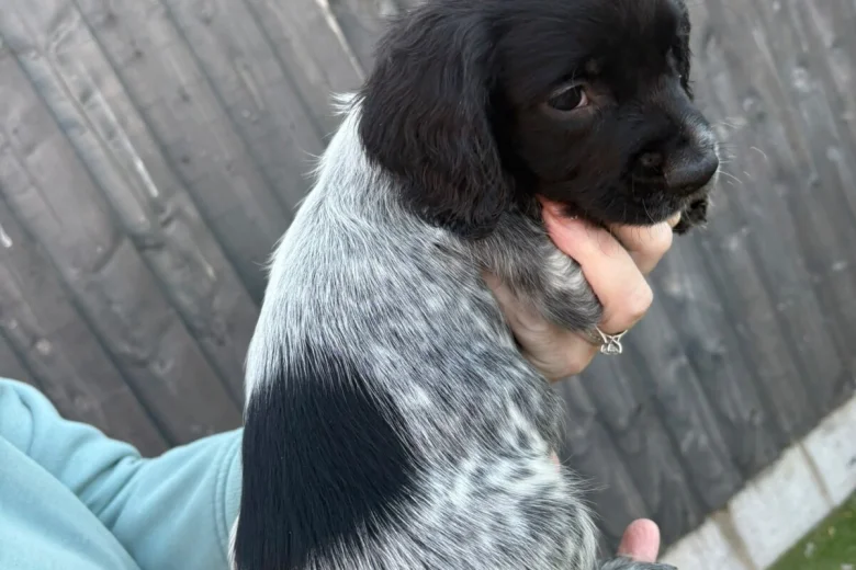 Sprocker Spaniel