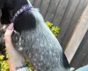 Sprocker Spaniel