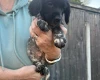 Sprocker Spaniel