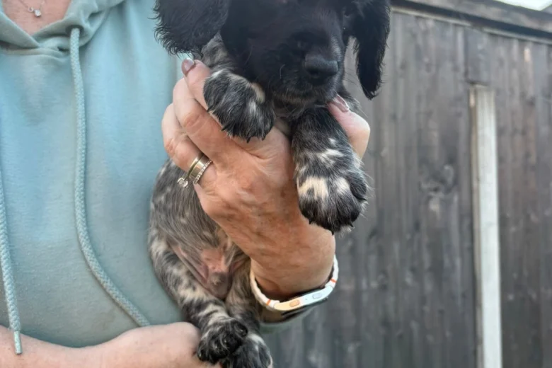 Sprocker Spaniel