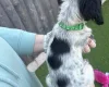 Sprocker Spaniel