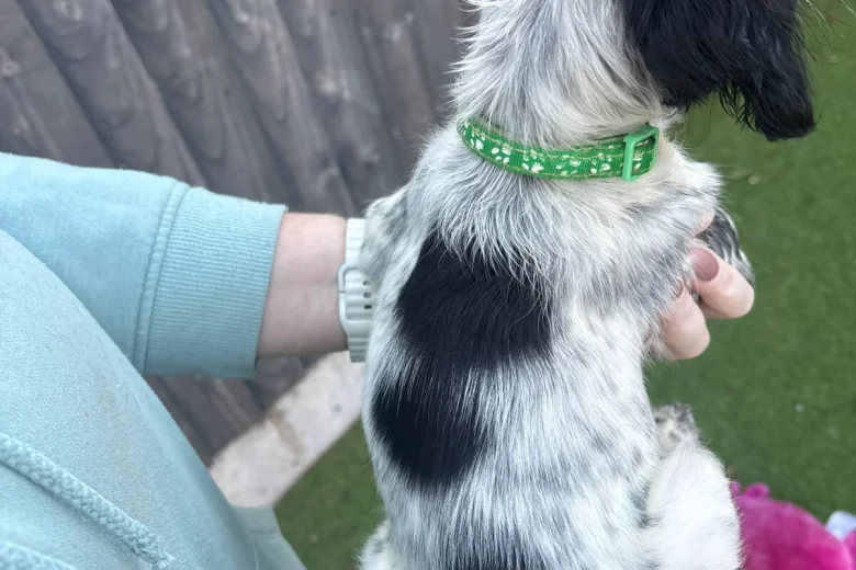 Sprocker Spaniel