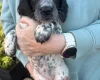 Sprocker Spaniel