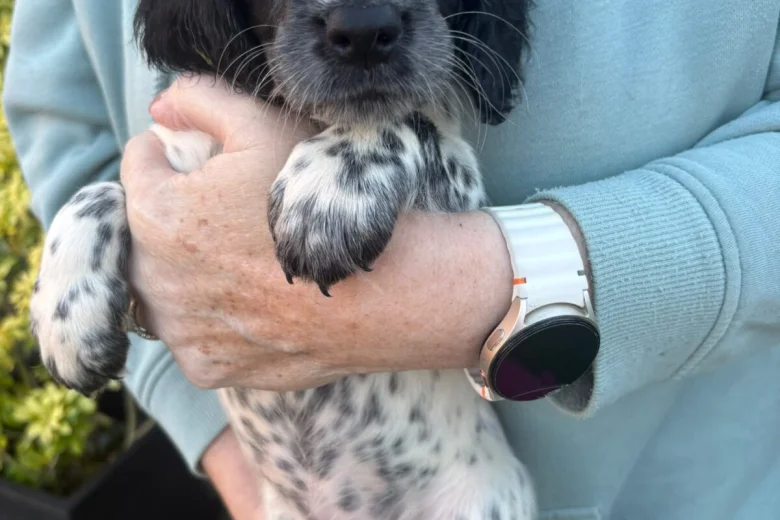 Sprocker Spaniel