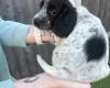 Sprocker Spaniel