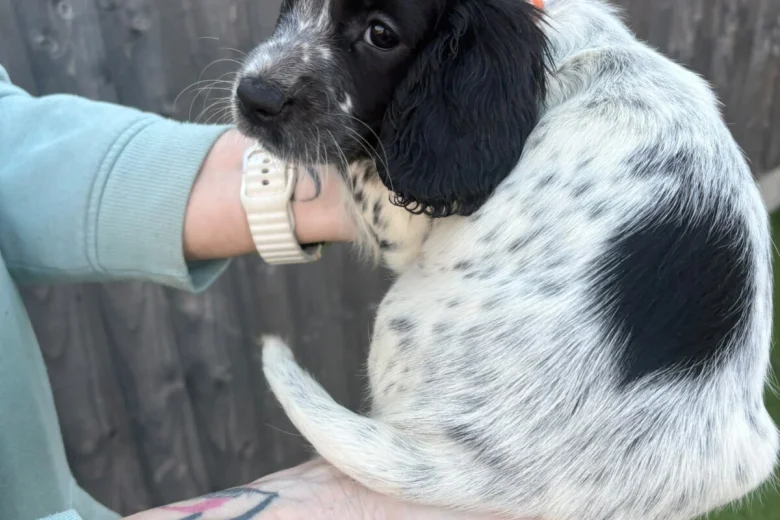 Sprocker Spaniel