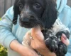 Sprocker Spaniel