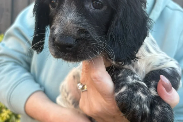 Sprocker Spaniel