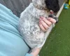 Sprocker Spaniel