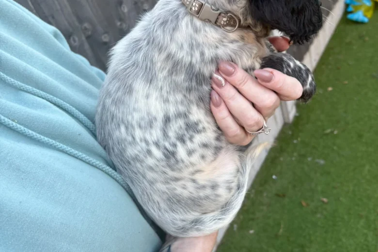 Sprocker Spaniel