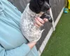 Sprocker Spaniel