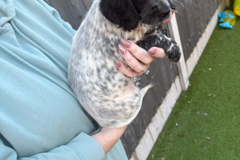 Sprocker Spaniel