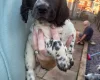 Sprocker Spaniel