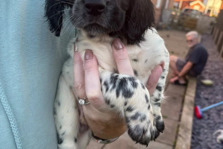Sprocker Spaniel