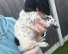 Sprocker Spaniel