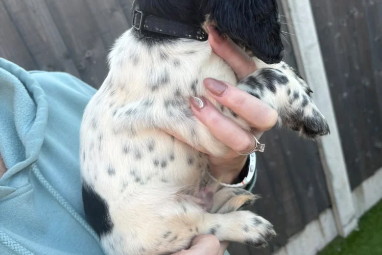 Sprocker Spaniel