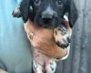Sprocker Spaniel